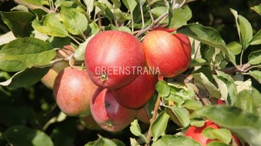 Яблоня Боровинка (Malus domestica 'Borovinka')