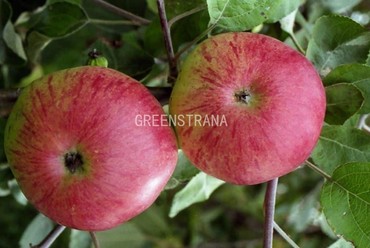 Яблоня Болотовское (Malus domestica 'Bolotovskoye')