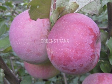 Яблоня Брянское розовое (Malus domestica 'Bryanskoye Rozovoye')