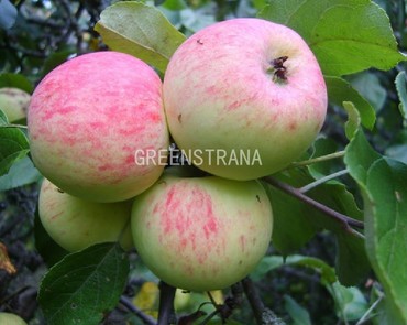 Яблоня Грушовка Московская (Malus domestica 'Grushovka Moskovskaya')