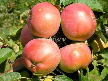 Яблоня Зимняя Красавица (Malus domestica 'Zimnyaya Krasavitsa')