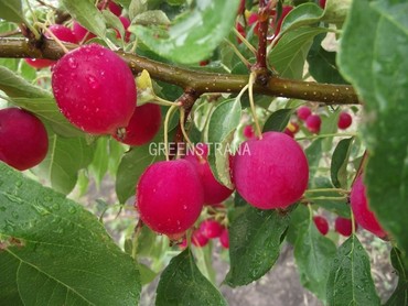 Яблоня Китайка Долго (Malus prunifolia 'Dolgo')