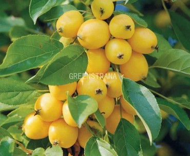 Яблоня Китайка Золотая (Malus prunifolia 'Zolotaya')