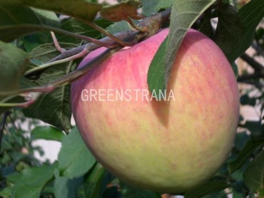 Яблоня Коричное Новое (Malus domestica 'Korichnoe Novoe')