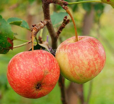Яблоня Красавица сада (Malus domestica 'Krasavitsa Sada')