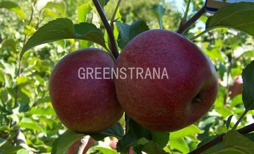 Яблоня Краса Свердловска (Malus domestica 'Krasa Sverdlovska')