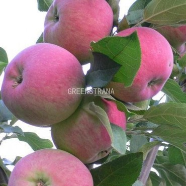 Яблоня Мантет (Malus domestica 'Mantet')