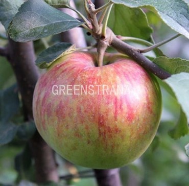 Яблоня Орлинка (Malus domestica 'Orlinka')