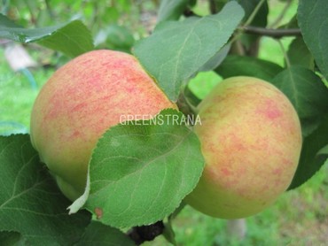 Яблоня Орловим (Malus domestica 'Orlovim')