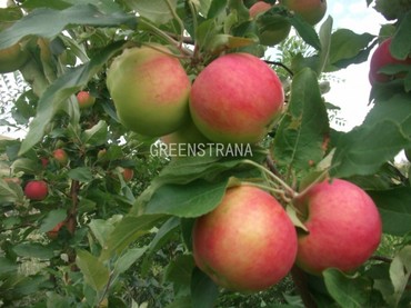 Яблоня Память воину (Malus domestica 'Pamyat Voinu')