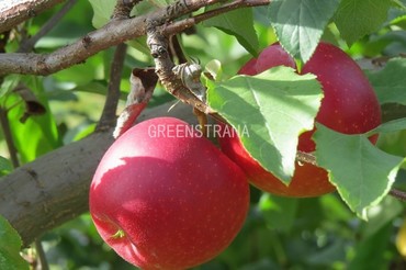 Яблоня Пепин Шафранный (Malus domestica 'Pepin Shafrannyi')