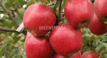 Яблоня Первый Салют (Malus domestica 'Pervyi Salyut')