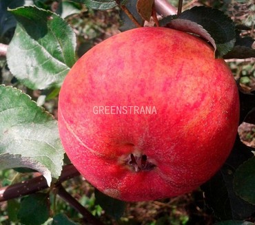 Яблоня Салют (Malus domestica 'Salyut')