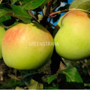 Яблоня Синап Орловский (Malus domestica 'Sinap Orlovskyi')