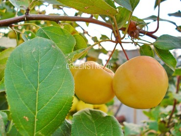 Яблоня Уральское наливное (Malus domestica 'Uralskoe Nalivnoe')