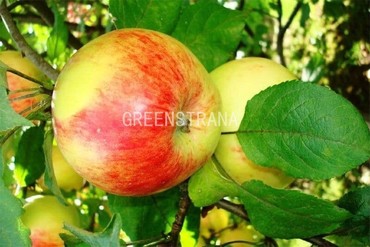 Яблоня Штрейфлинг (Malus domestica 'Streifling')
