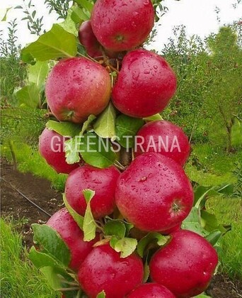 Яблоня колонновидная Арбат (Malus domestica 'Arbat')