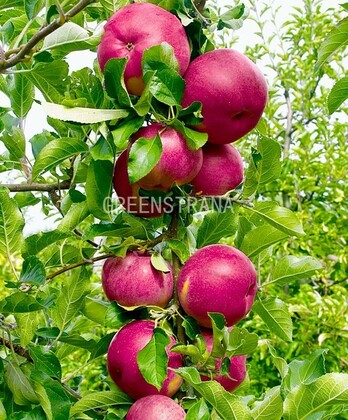Яблоня колонновидная Джин (Malus domestica 'Dzjin')