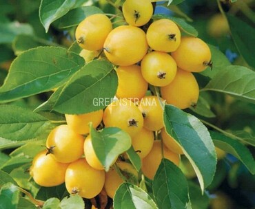 Яблоня колонновидная Китайка золотая (Malus prunifolia 'Zolotaya')