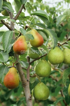 Груша (Pyrus communis) 2/3 прививки