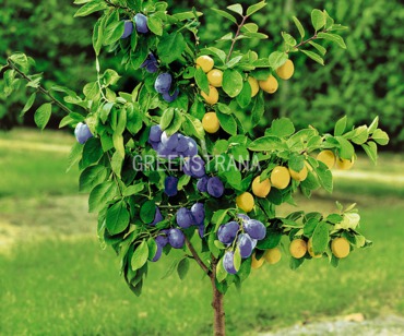 Слива (Prunus domestica) 3 прививки