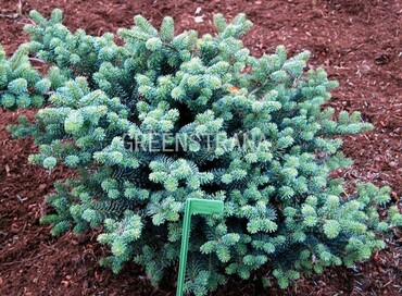 Пихта корейская Блауэр Пфифф (Abies koreana 'Blauer Pfiff')