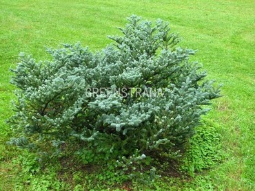 Пихта Фрайзера Блю Боннет (Abies fraseri 'Blue Bonnet')