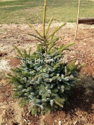 Ель обыкновенная Биколор (Picea abies 'Bicolor')