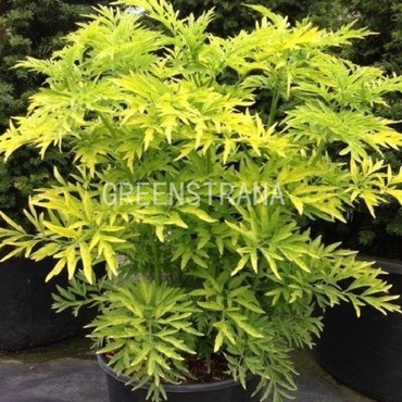 Бузина черная Голден Тауэр (Sambucus nigra 'Golden Tower')