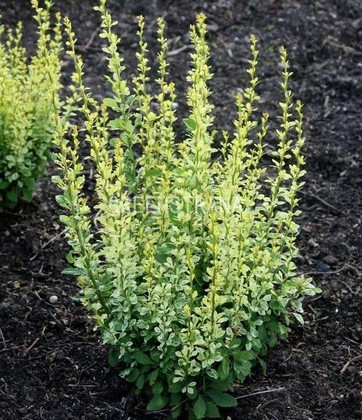 Барбарис Тунберга Силвер Пиллар (Berberis thunbergii 'Silver Pillar')