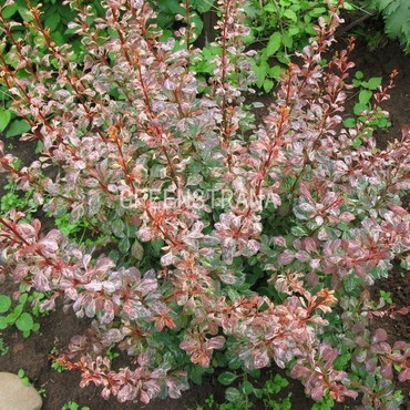 Барбарис Наташа (Berberis thunbergii 'Natasza')