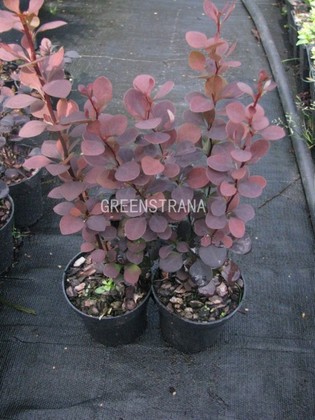 Барбарис Тунберга Чоколад Саммер (Berberis thunbergii 'Chocolade Summer')