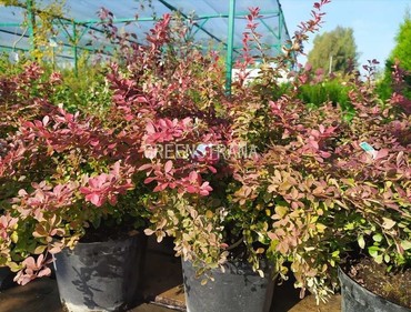 Барбарис Тунберга Корал (Berberis thunbergii 'Coral')