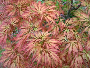 Клен пальмолистный Эмеральд Лейс (Acer palmatum 'Emerald Lace')
