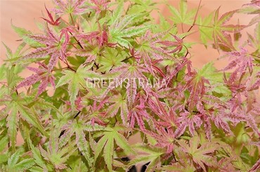 Клен пальмолистный Феникс (Acer palmatum 'Phoenix')