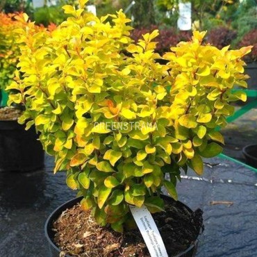 Барбарис Тунберга Саммер Сансет (Berberis thunbergii 'Summer Sunset')