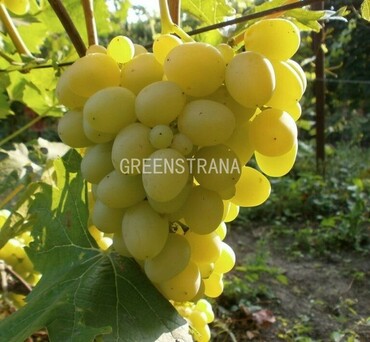 Виноград плодовый Аркадия (Vitis vinifera 'Arkadia')