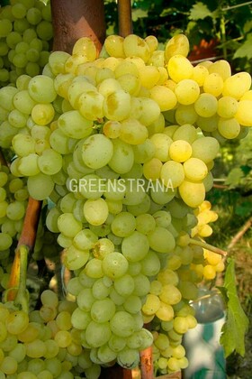 Виноград Кишмиш Венгерский (Vitis vinifera 'Kishmish Vengerskiy')
