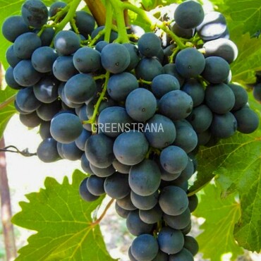 Виноград Кишмиш Черный изумруд (Vitis vinifera 'Black Emerald')