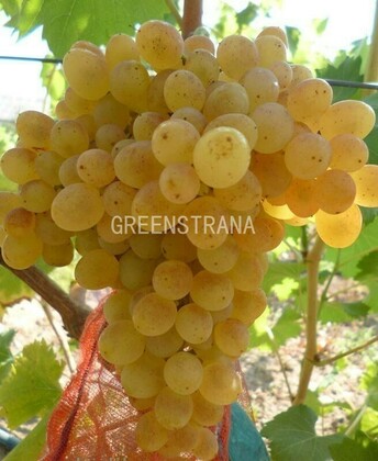 Виноград Мускат Оциола (Vitis vinifera 'Muscat Osceola')