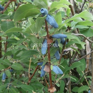 Жимолость съедобная Пушкинская (Lonicera caerulea 'Pushkinskaya')