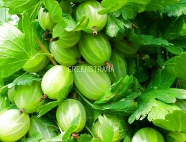 Крыжовник Изумруд (Ribes uva-crispa 'Izumrud')