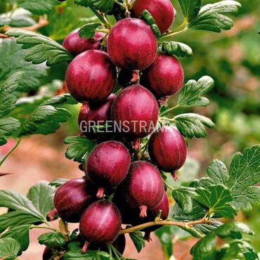 Крыжовник Белорусский красный (Ribes uva-crispa 'Belorusskiy Krasnyi')