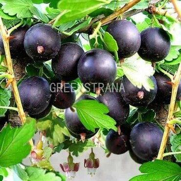 Крыжовник Черномор (Ribes uva-crispa 'Chernomor')
