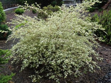 Береза черная Шило Сплэш (Betula nigra 'Shiloh Splash')