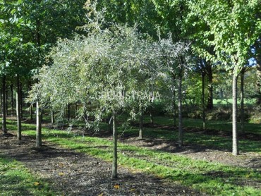 Груша иволистная Пендула (Pyrus salicifolia 'Pendula')