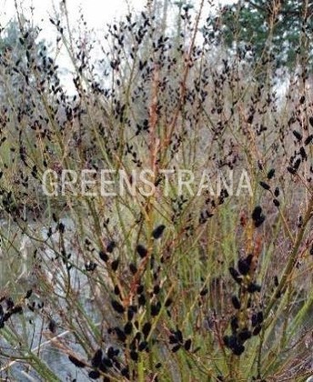 Ива тонкостолбиковая Меланостахис (Salix gracilistyla 'Melanostachys')