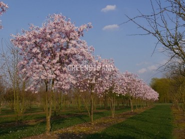 Магнолия звездчатая Розеа (Magnolia stellata 'Rosea')