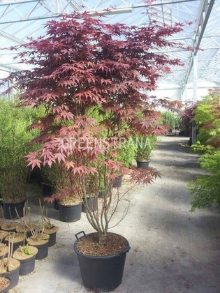 Клен веерный Бладгуд (Acer palmatum 'Bloodgood')