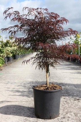 Клен веерный Гарнет (Acer palmatum 'Garnet')